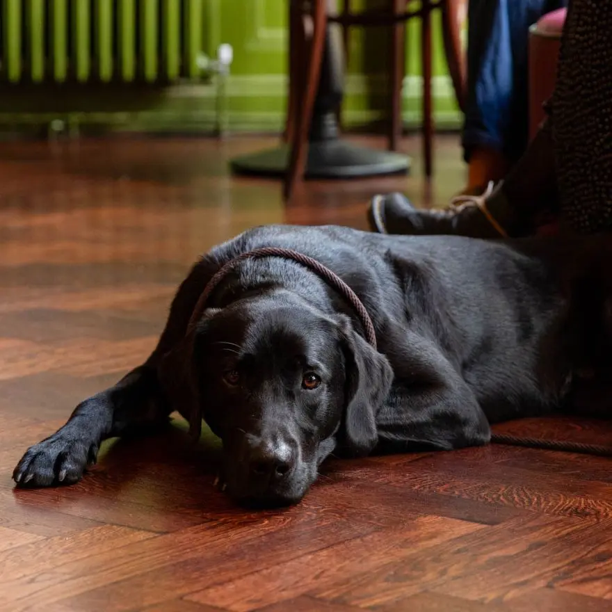 Dog friendly at The North Star pub Brighton